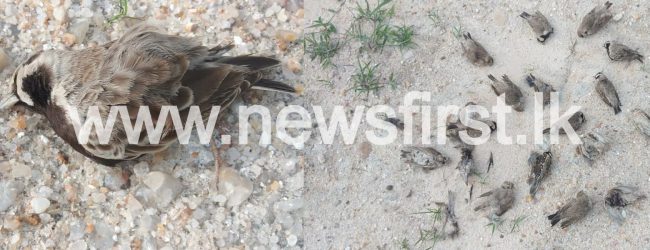 SCORES OF BIRDS FOUND DEAD IN ELUWANKULAMA
