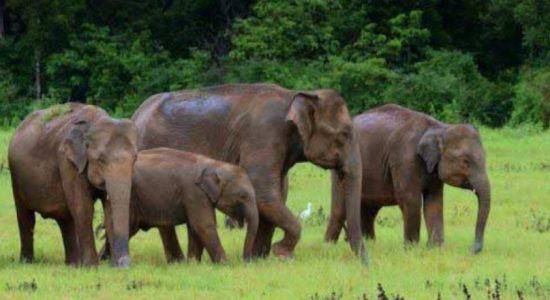400 elephants killed in 2020; Wildlife Minister