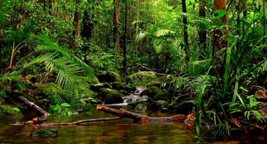 Sri Lanka’s forest cover at 17 percent – environmentalist