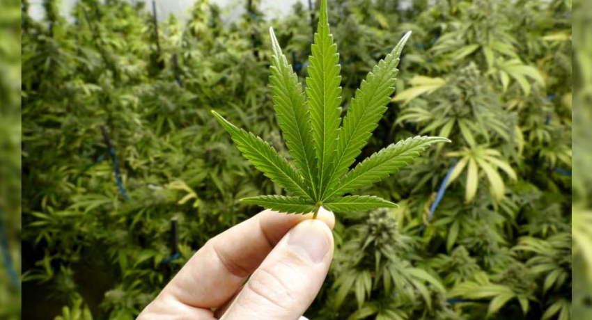 Allow Marijuana cultivation- Ven. Bengamuwe Nalaka Thero