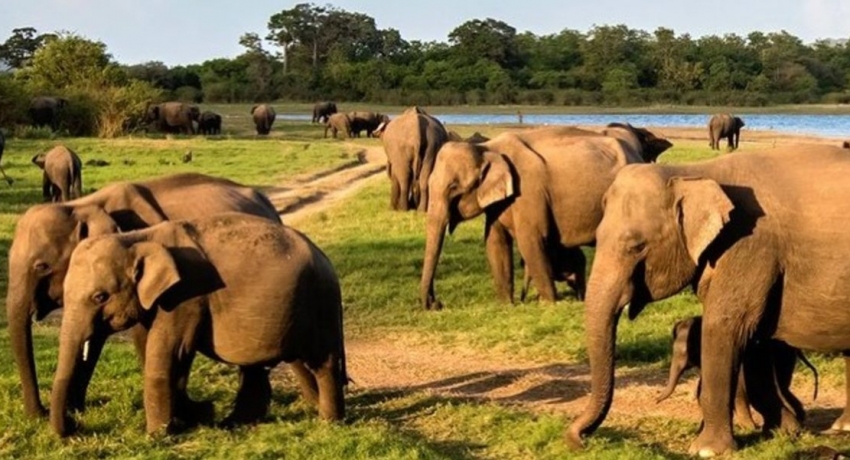 HUMAN-ELEPHANT CONFLICT: DEATHS DECLINE