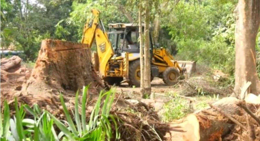 Concerns over cutting down trees at Rajapihilla Park