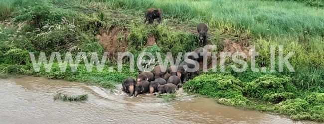 LOCALS MEET ELEPHANTS FACE-TO-FACE DURING PROTEST