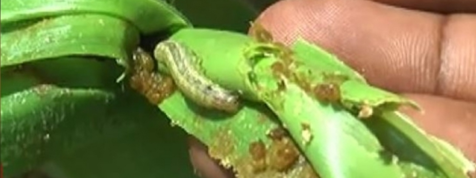 Sena caterpillar menace hits eight provinces
