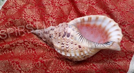 SIX ARRESTED OVER ATTEMPTED SALE OF CONCH SHELL