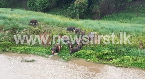 LOCALS MEET ELEPHANTS FACE-TO-FACE DURING PROTEST