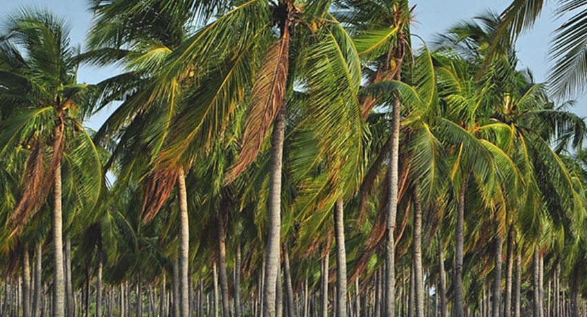 MANDATORY TO OBTAIN PERMISSION TO FELL COCONUT TREES