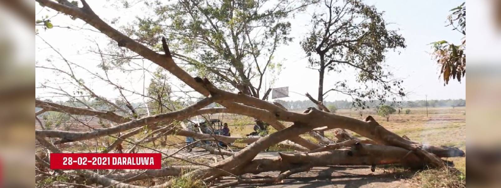 Nuga tree in Daraluwa set ablaze