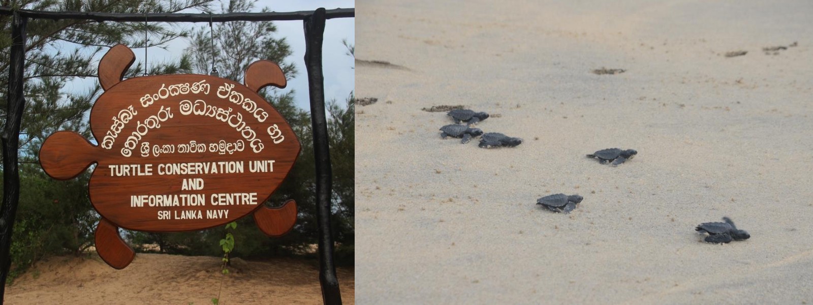 Navy turtle conservation project releases 78 sea turtle hatchlings