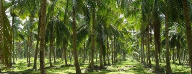 Regulations on Fragmentation & Sale of Coconut Estates to be amended