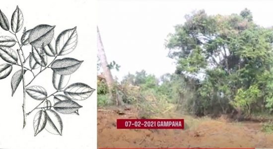 Report on Sri Lankan Legume Tree submitted