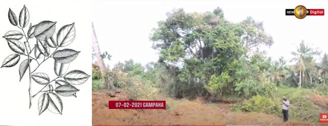 SL Legume Tree at Central Expressway will NOT be removed
