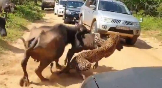 Buffalos show might against hungry leopard