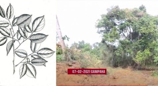 Forest Dept. calls for info on Crudia Zeylanica