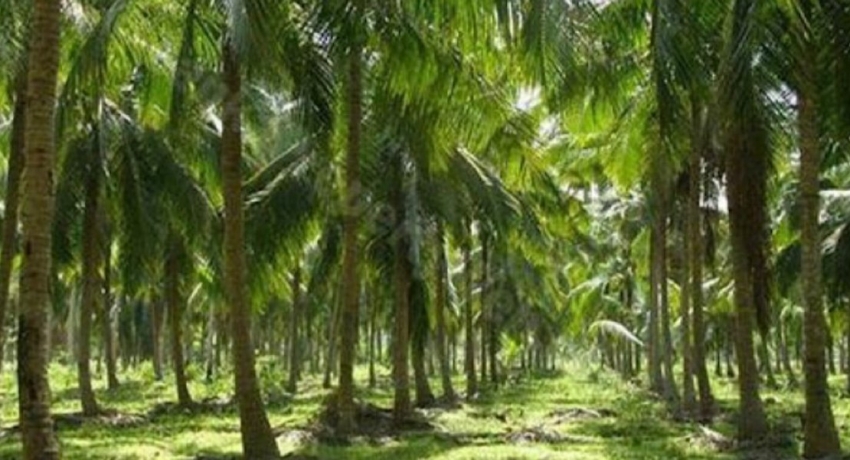 Regulations on Fragmentation & Sale of Coconut Estates to be amended