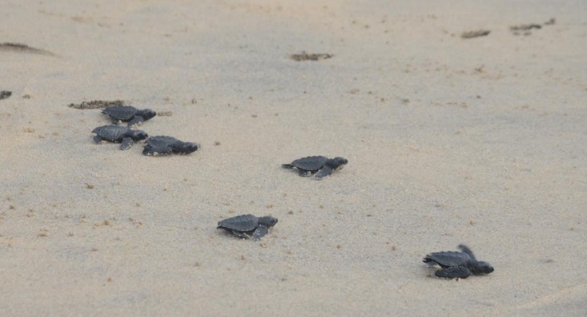 Navy turtle conservation project releases 78 sea turtle hatchlings