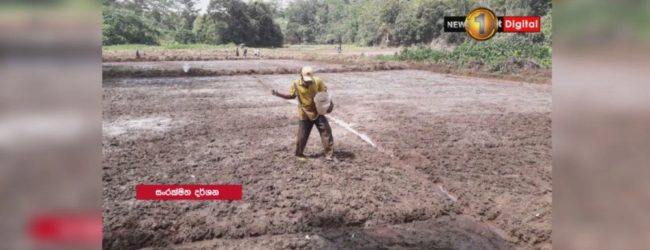 Yala season: 50,000 acres of barren paddy fields to be cultivated