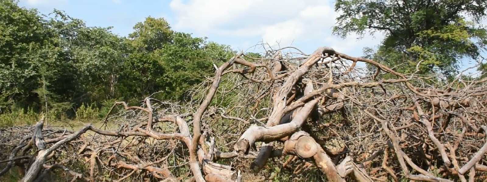 DESTRUCTION OF FORESTS IN DAHAIYAGALA