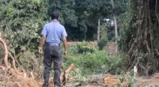 Sole surviving Sri Lankan Legume saved