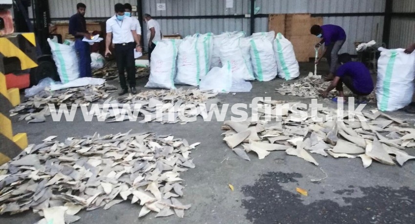 (PICTURES) Over 200 kg of dried fins of endangered sharks seized