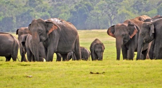 83 Wild Elephants killed since January 2021 – Officials