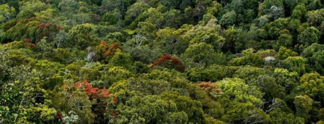 Controversial land doesn’t fall within Sinharaja area ; Amaraweera