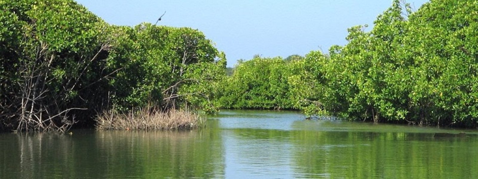 Rs. 100 Mn for Muthurajawela Wetlands protection