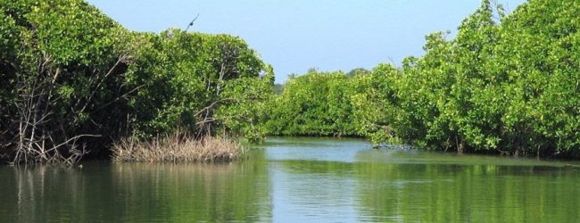 Joint Committee for the conservation of the Muthurajawela Wetlands