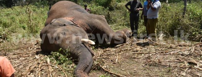 (VIDEO) Tusker ‘Revatha’ dies of electrocution