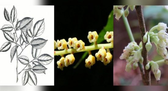 03 new plant species to National Red List of 2020