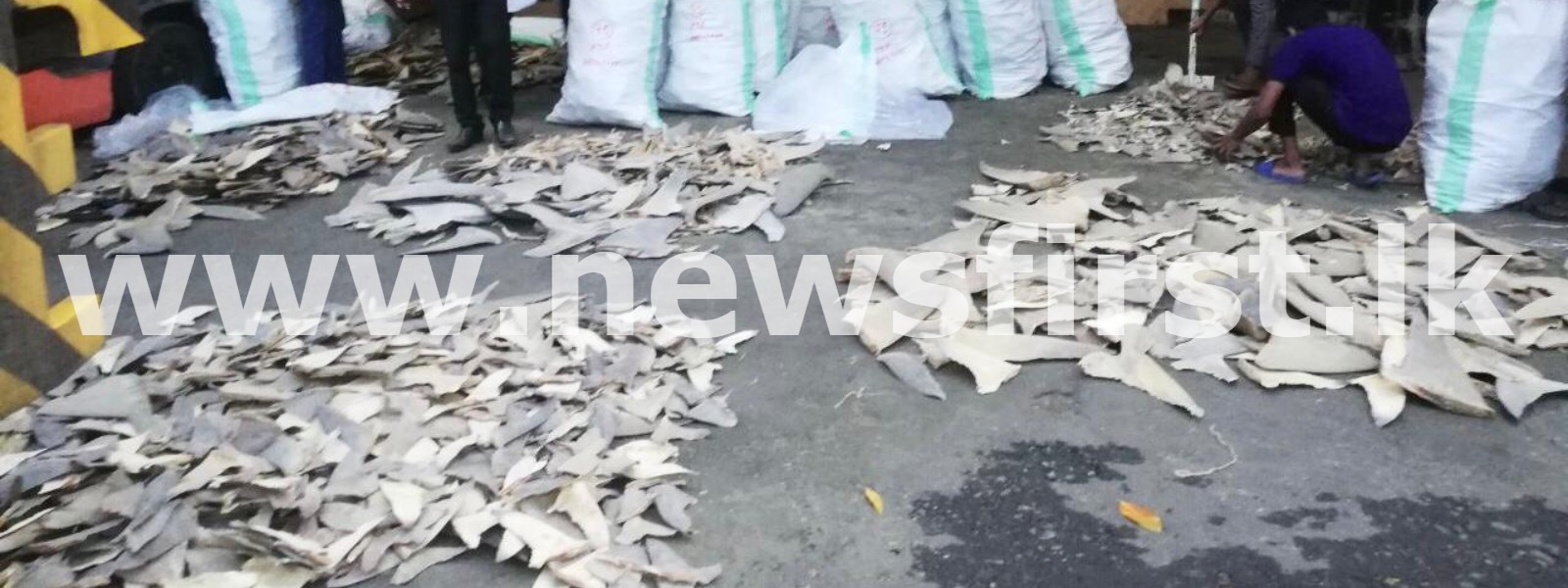 200 kg of dried fins of endangered sharks seized