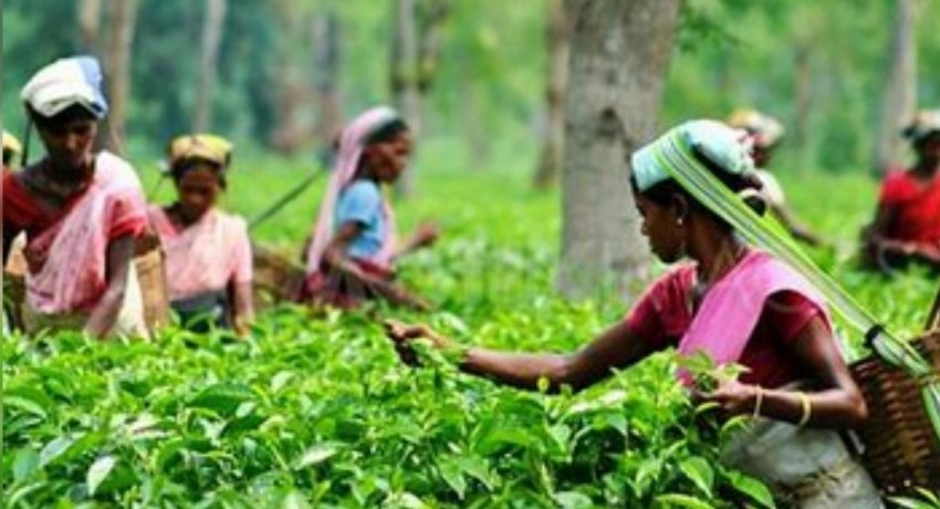 Plantation workers daily wage increased to Rs. 1000/-