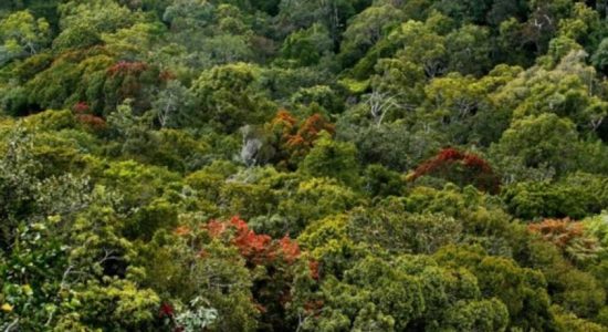 Controversial land doesn’t fall within Sinharaja area ; Amaraweera