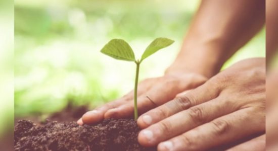 Sinhala & Tamil NY: Nat'l Tree Planting Ceremony