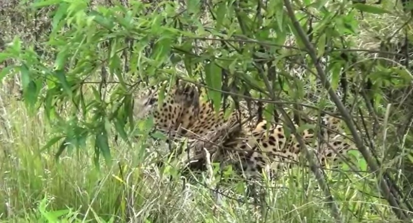 Bopaththalawa Farm leopard succumbs to injuries