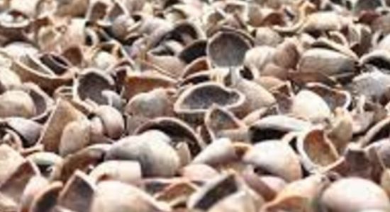 Govt. to import dried coconut kernels for three months