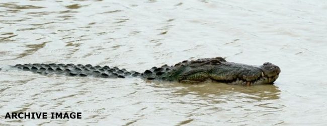 Monster Crocodile captured from Sri Lankan River