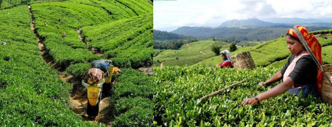 Rs. 1000/- daily wage for plantation workers from April