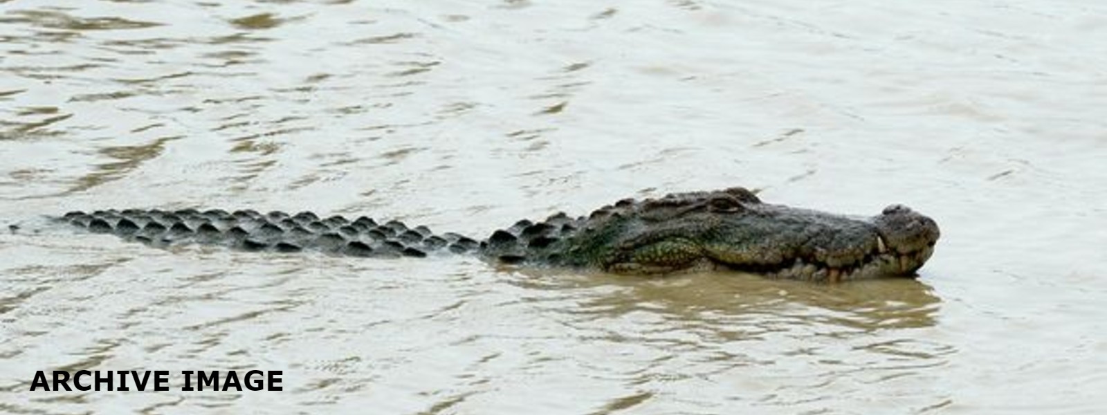 Dehiwala Crocodile spotted in Wellawatte Canal 