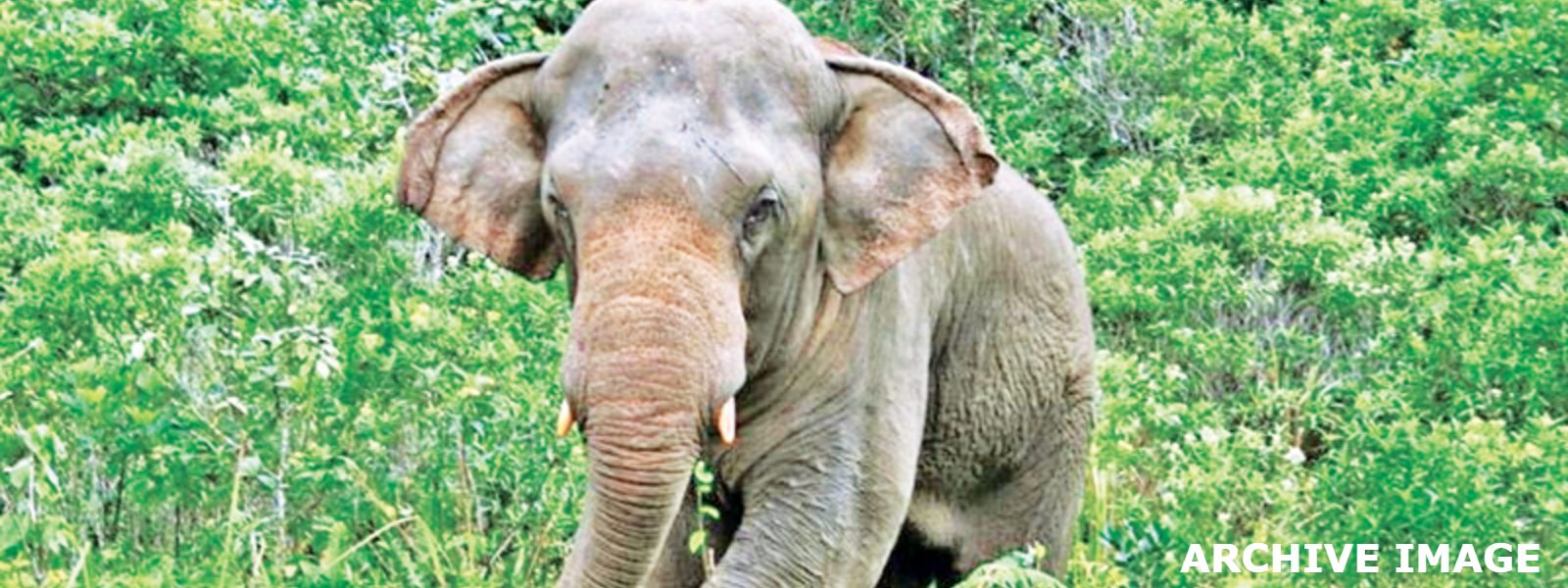 Wild elephant attacks claim three lives