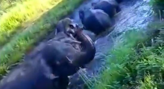 (VIDEO) Elephants falls into canal while in search of food