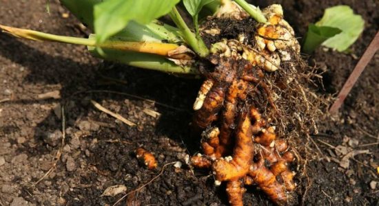 05 Turmeric plants free of charge to each house