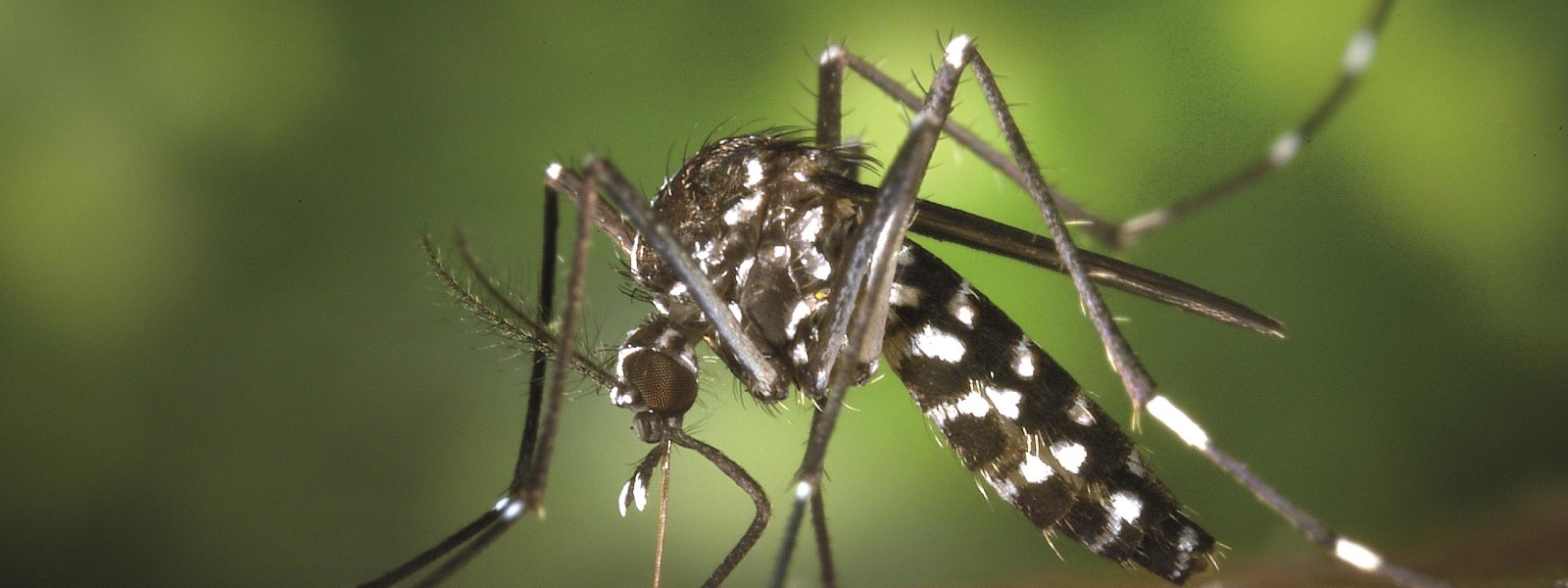 DENGUE ON THE RISE: 7,317 patients reported so far this year