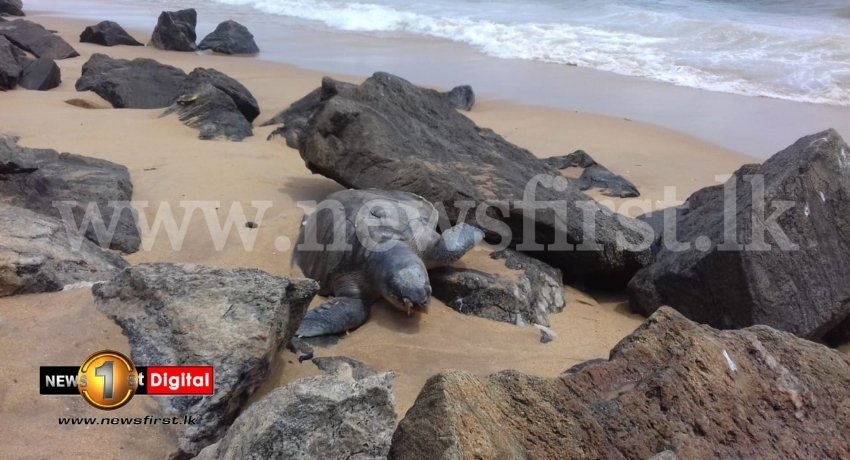 Around 50 dead sea turtles washed ashore since MV X-PRESS PEARL disaster 