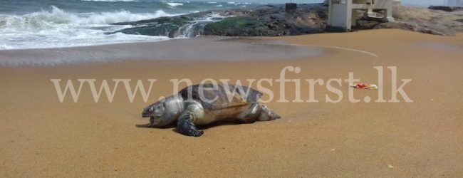 Dead Sea-Turtles wash up on Sri Lankan shoreline