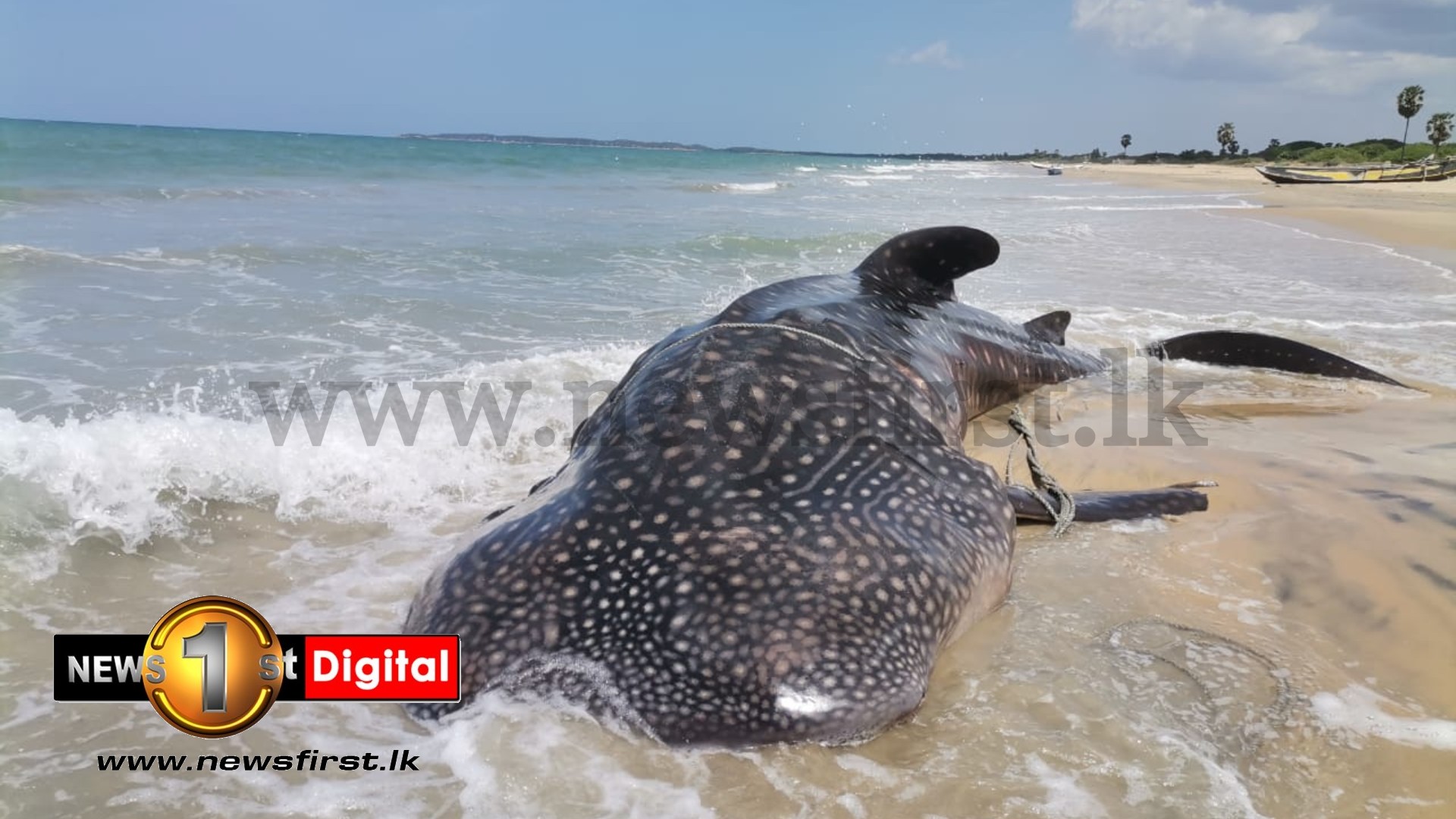 Large Whale Shark washes up on Sri Lanka’s east coast