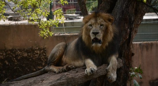 Lion at Dehiwala Zoo tests COVID positive