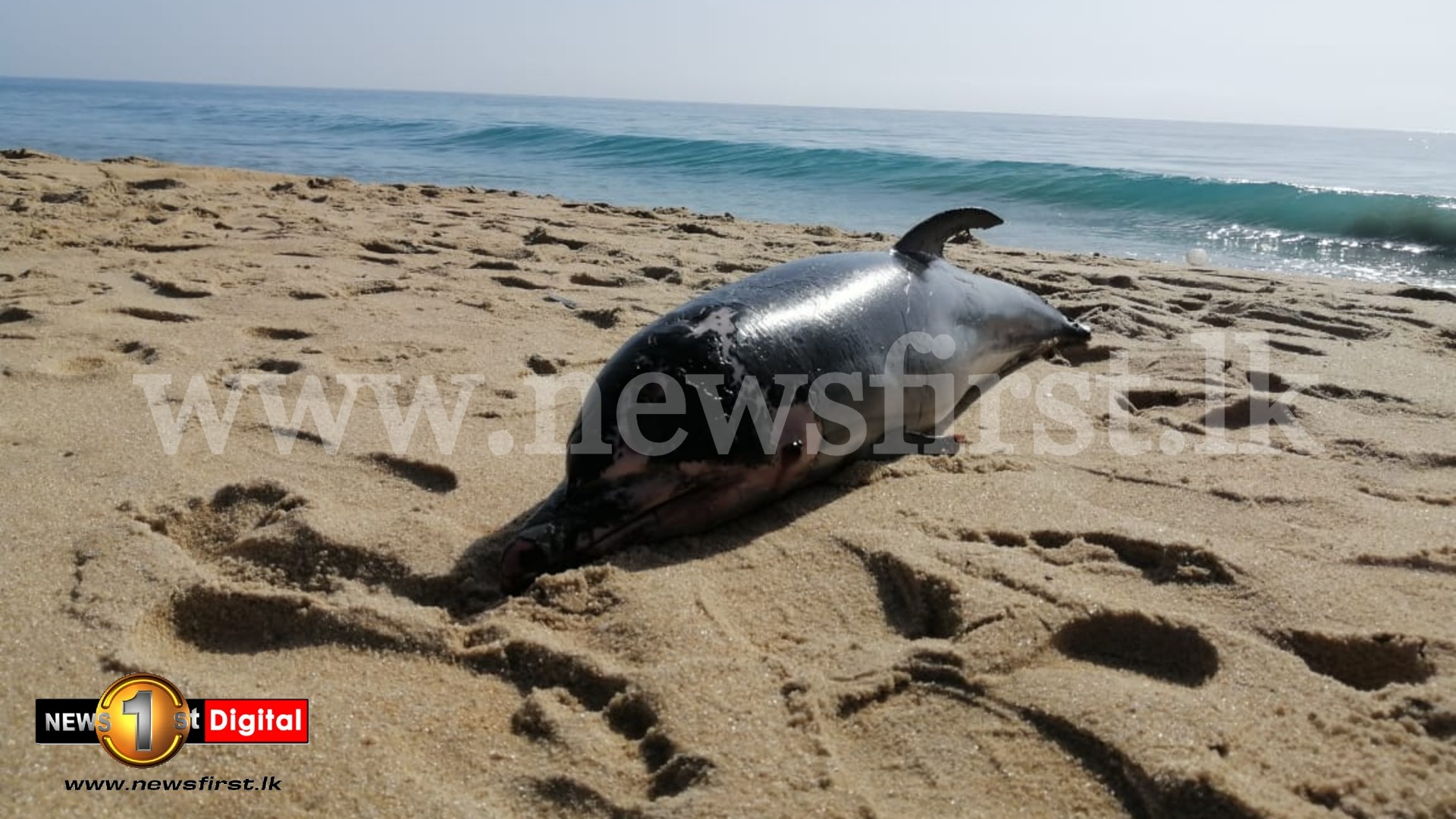 Sri Lanka to send dead sea turtle samples overseas to determine exact cause of death