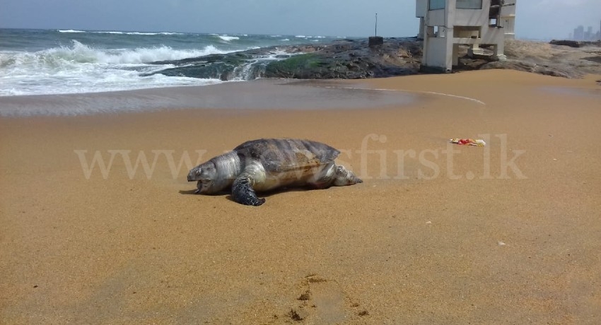 17 dead Sea Turtles & 03 Dolphins washed ashore so far