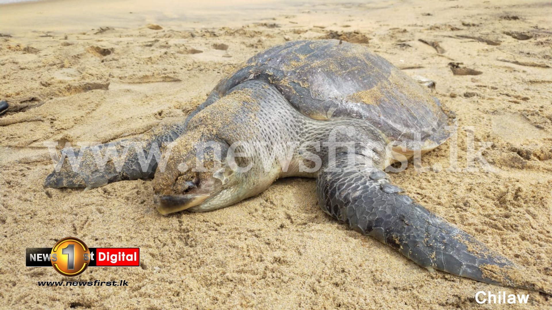 (PICTURES) 04 more dead sea turtles washed up on Sri Lankan shores